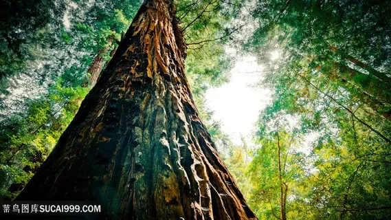 森林大树美景壁纸