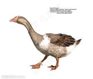 家禽家畜-伸着头的鹅