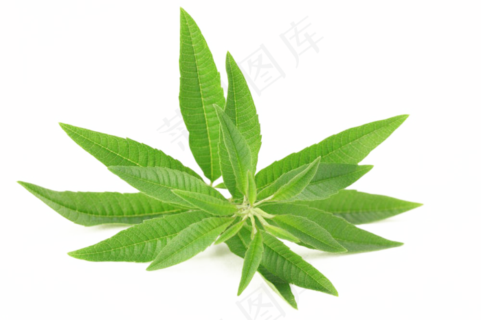 手绘草本中药药材