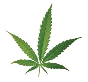 大麻PNG免抠(300x280)
