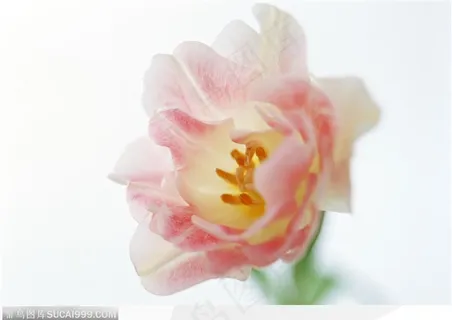 花的彩绘-双色的郁金香