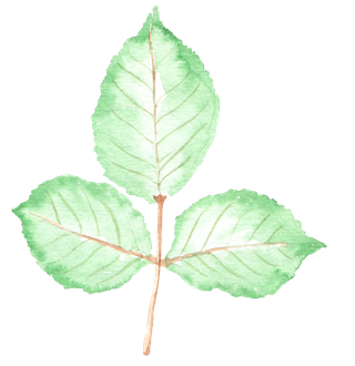 唯美森系手绘水彩花朵 免抠