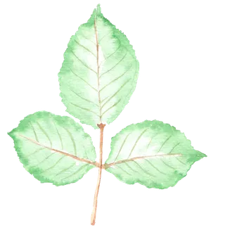 唯美森系手绘水彩花朵 免抠