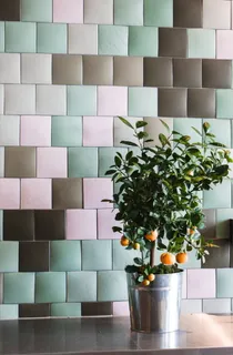 盆栽金桔树图片