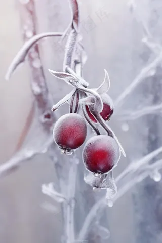 果实冰天枝叶背景