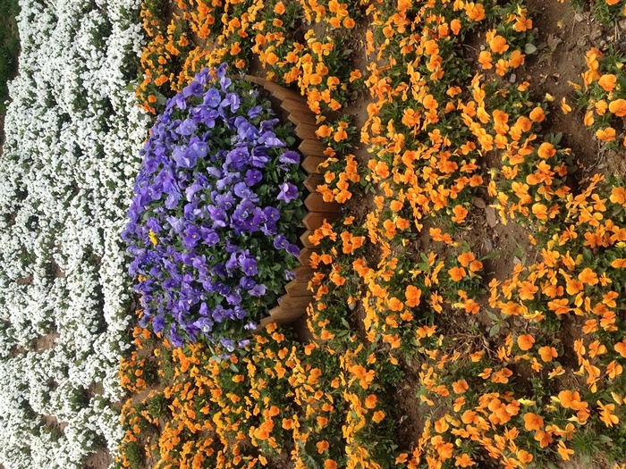 花海 鲜花 世博园 花卉 黄色 白色 紫色