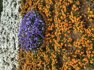 花海 鲜花 世博园 花卉 黄色 白色 紫色