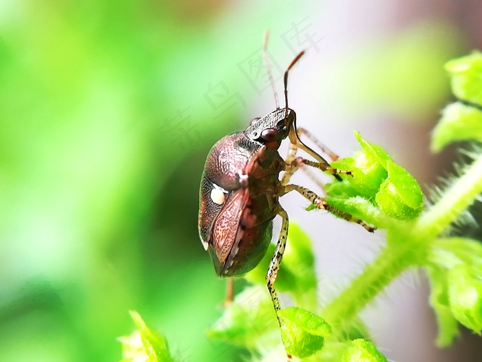 绿叶上甲虫图片