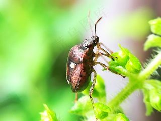 绿叶上甲虫图片