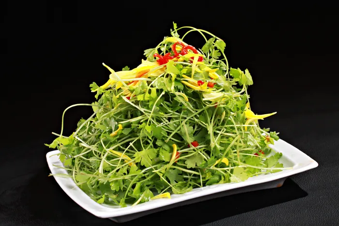 菊花水芹苗 (1)
