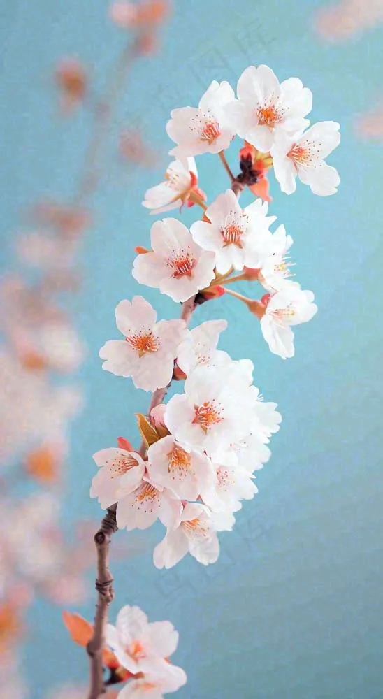 粉色樱花花朵立春惊蛰春分(816x1488)