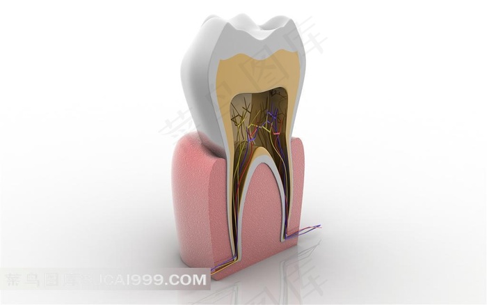 高清牙齿剖面解构实物图