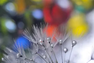 唯美晶莹剔透水珠蒲公英摄影