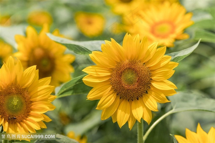 向日葵图片写真