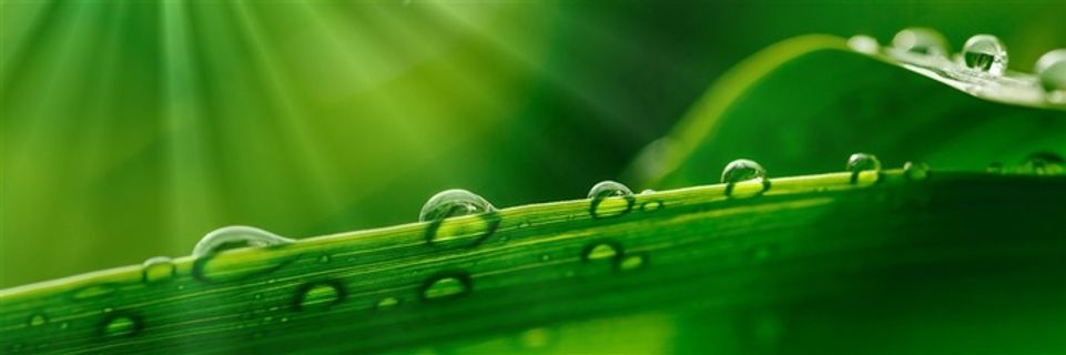 绿色植物上的水珠特写高清图片