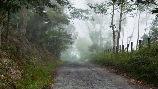 森林, 小路, 自然, 森林小径, 树木, 大街, 景观