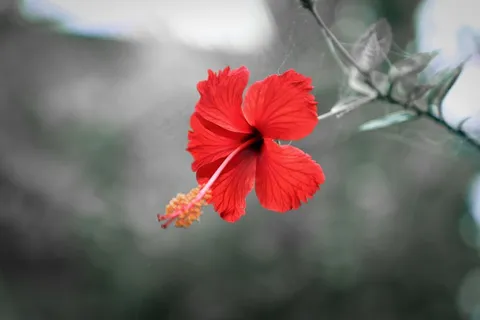 一朵红色木槿花图片 一朵红色木槿花图片