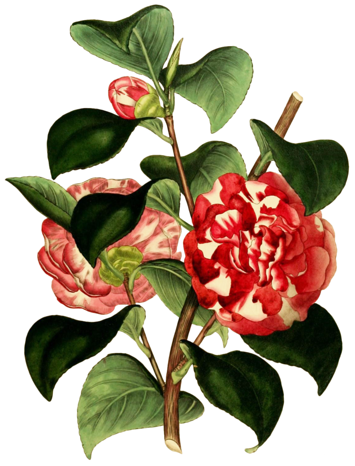 复古手绘植物花卉插画 免抠