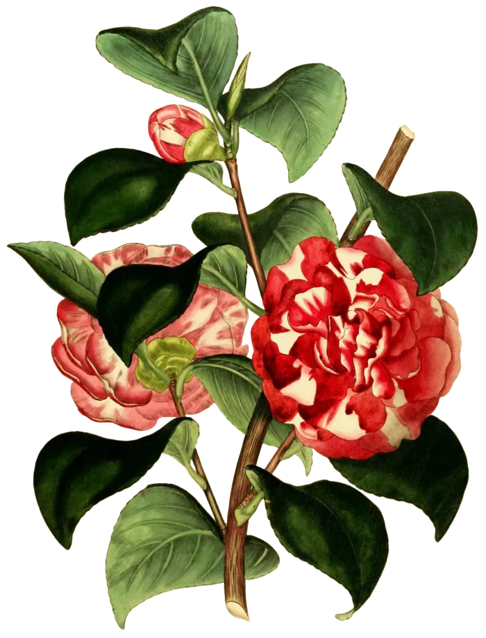 复古手绘植物花卉插画 免抠