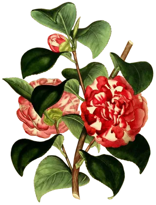 复古手绘植物花卉插画 免抠