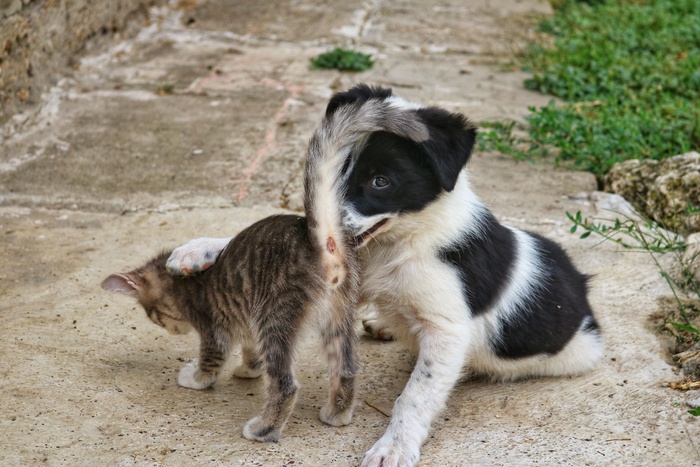 小猫小狗嬉戏图片