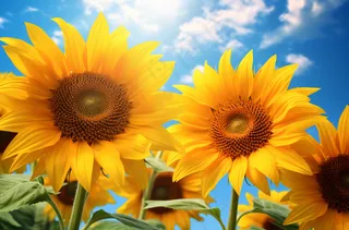 向日葵花海摄影图