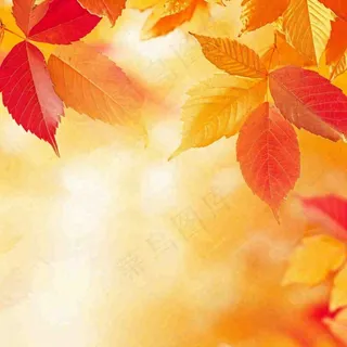 秋天秋意黄色落叶枫叶意境，秋分立秋摄影图