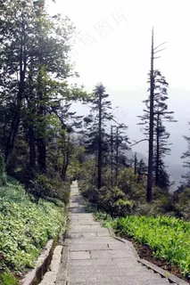 山林中草地间的道路