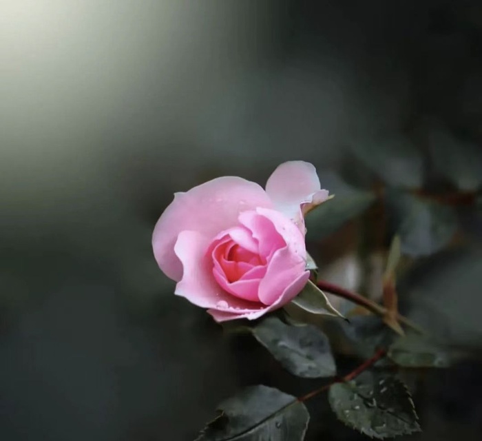 月季花背景图