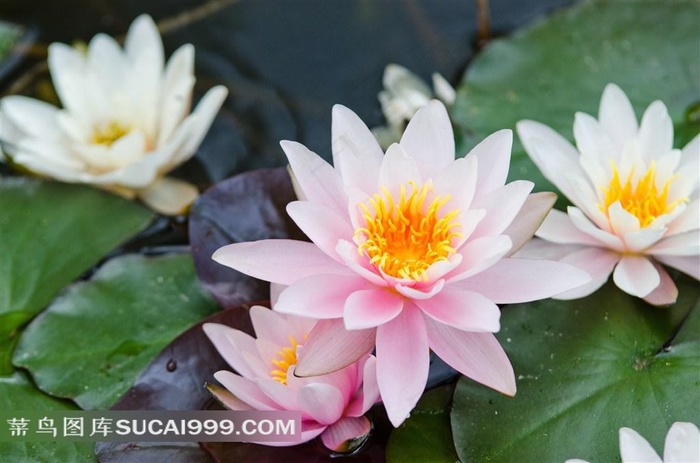 淡雅粉嫩荷花图片