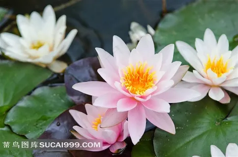 淡雅粉嫩荷花图片 淡雅粉嫩荷花图片