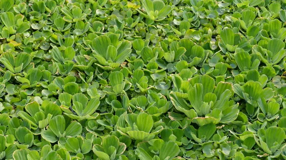 水浮莲图片 水浮莲图片