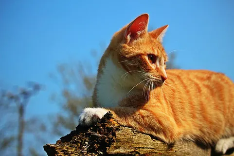 可爱猫咪 动物 素材 奶萌 (150) 可爱猫咪 动物 素材 奶萌 (150)