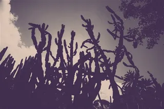 沙漠之花仙人掌摄影图片