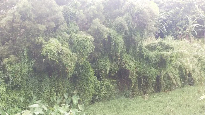 绿色大树荷叶摄影图