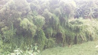 绿色大树荷叶摄影图