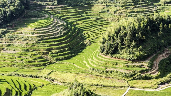 湖南紫鹊界梯田风景摄影素材