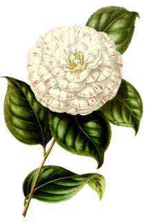 复古手绘植物花卉玫瑰花PNG免扣图案高清图片PS设计素材图 复古手绘植物花卉玫瑰花PNG免扣图案高清图片PS设计素材图