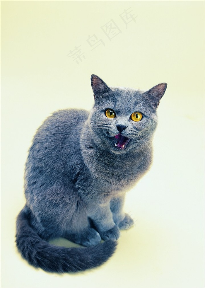喵喵叫的宠物猫咪图片