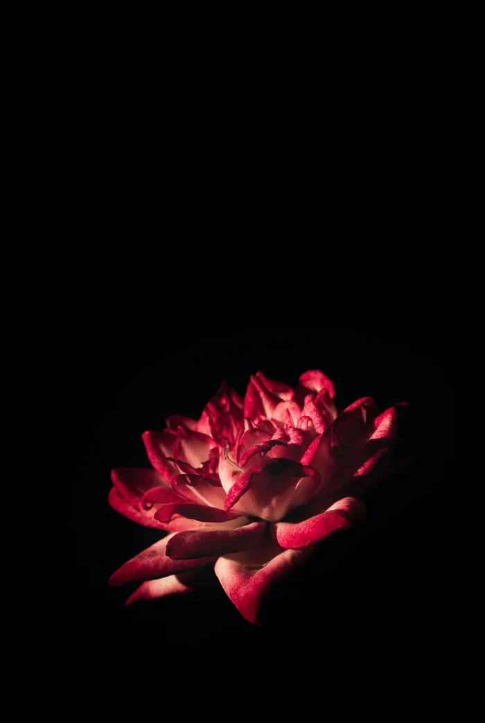 玫瑰花摄影图情人节玫瑰花配图图片