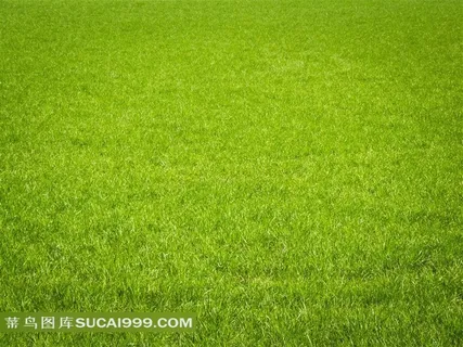 春天嫩绿的草地 春天嫩绿的草地