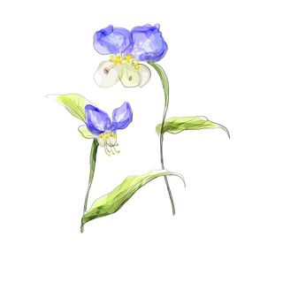 紫色浪漫风简约蝴蝶鲜花插画插图水墨油画海报背景图片素材