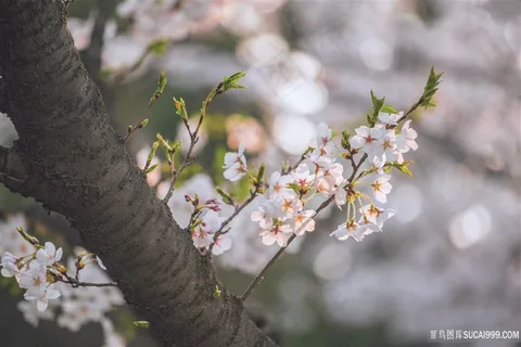 樱花树摄影图片 樱花树摄影图片