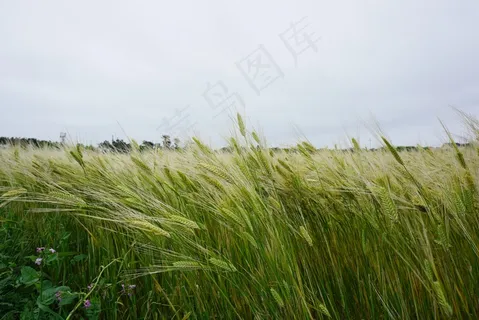 麦田绿色小麦图片 麦田绿色小麦图片