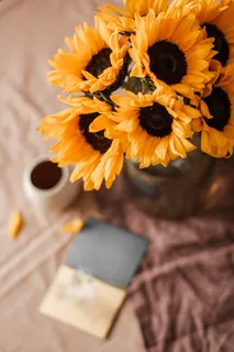 黄色向日葵摄影素材