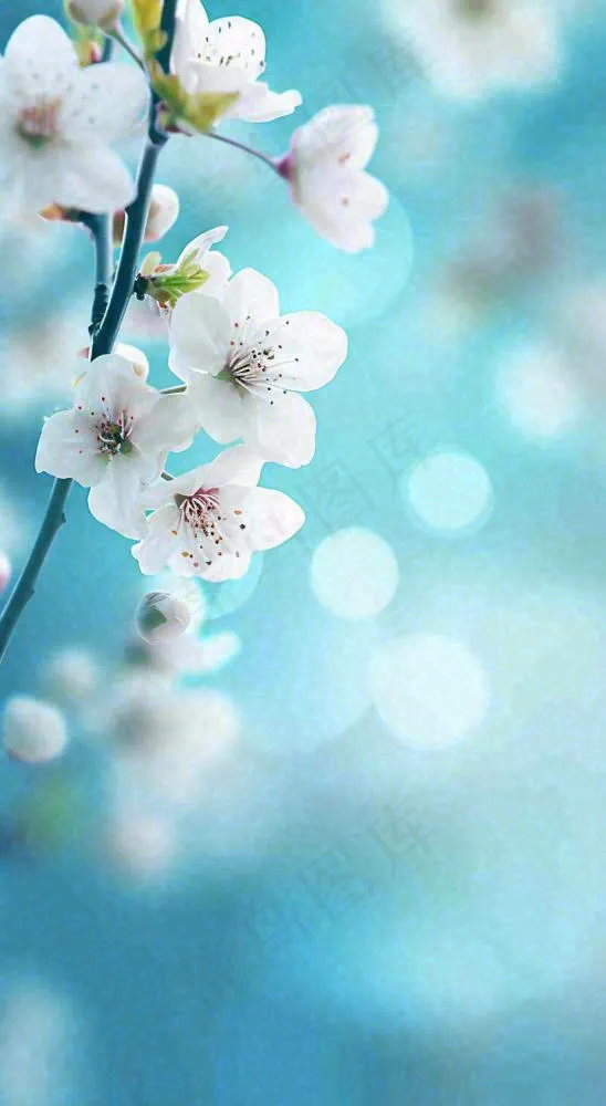 蓝色浪漫白色樱花花朵枝叶，立春惊蛰春分摄影图(816x1488)