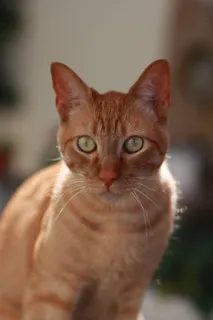 可爱猫咪猫猫摄影素材 可爱猫咪猫猫摄影素材