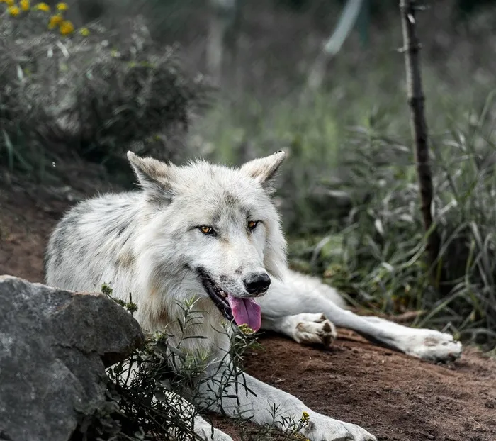 吐舌头的野狼图片