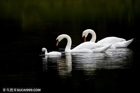 三只水中游的高清天鹅素材