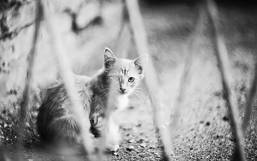 黑白小猫  黑白小猫
